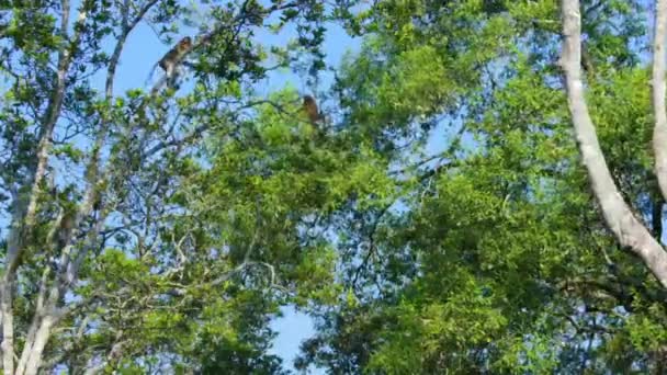 Wild Proboscis Monkey Nasalis Larvatus Rainforest Island Borneo Malaysia — Stock Video