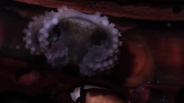 Primo Piano Polpo Miniatura Che Caccia Giovani Pesci Gobies Tunnel — Video Stock