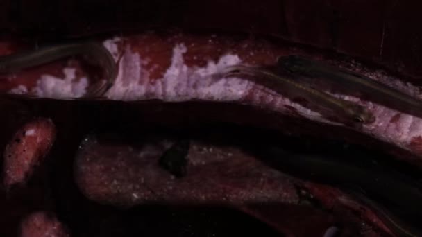 Νεαρά Ψάρια Gobies Mudskipper Αμφίβια Ψάρια Που Διαμένουν Σήραγγα Μαγγρόβια — Αρχείο Βίντεο