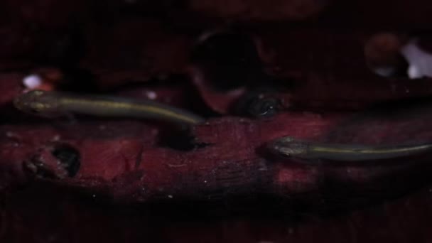 고비들 물고기 Mudskipper 양서류 물고기 해수면 달팽이가 홍수림의 터널에 머물고 — 비디오