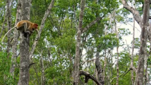 Movimento Lento Macaco Proboscis Selvagem Nasalis Larvatus Pulando Entre Árvores — Vídeo de Stock
