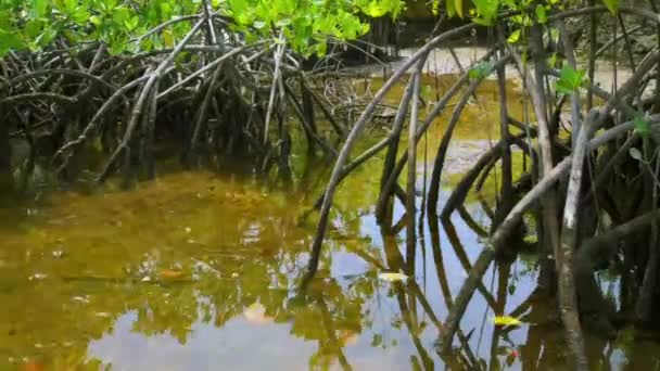 インドネシア沿岸の干潟でのマングローブの木潮の時間経過 — ストック動画