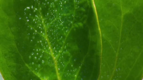 Timelapse Van Zwarte Mangroven Aegiceras Corniculatum Bladeren Met Zoutkristallen Mangrovebos — Stockvideo
