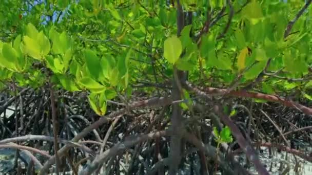 Viejo Rhizophora Mucronata Lam Que Tiene Muchas Raíces Extendidas Alrededor — Vídeo de stock