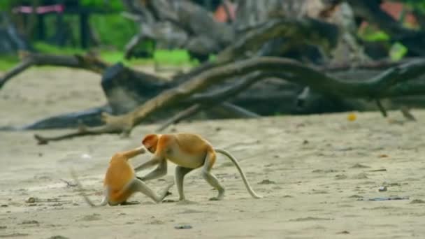 Zeitlupe Von Youngsters Proboscis Monkey Nasalis Larvatus Beim Spielen Regenwald — Stockvideo