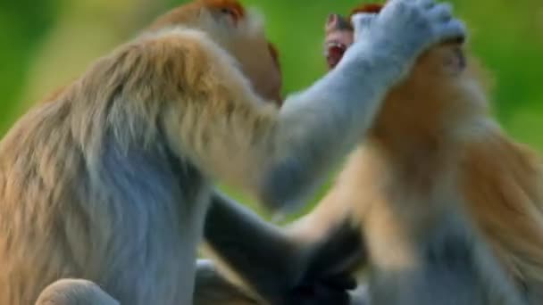 Медленное Движение Young Proboscis Monkey Nasalis Larvatus Играет Тропических Лесах — стоковое видео