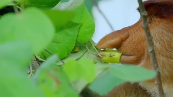 Κοντινό Πλάνο Του Άγριου Proboscis Monkey Nasalis Larvatus Τρώγοντας Άνθη — Αρχείο Βίντεο