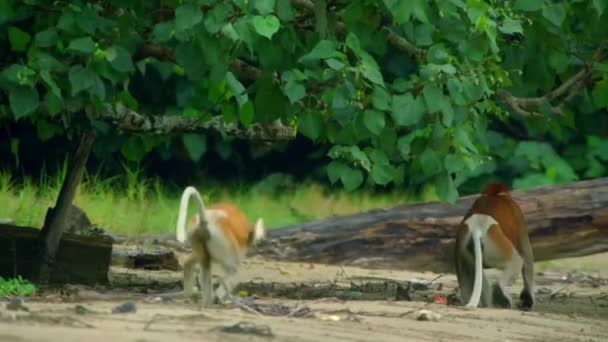 Mișcarea Lentă Tinerilor Proboscis Monkey Larvatus Nasalis Jucând Pădurea Tropicală — Videoclip de stoc