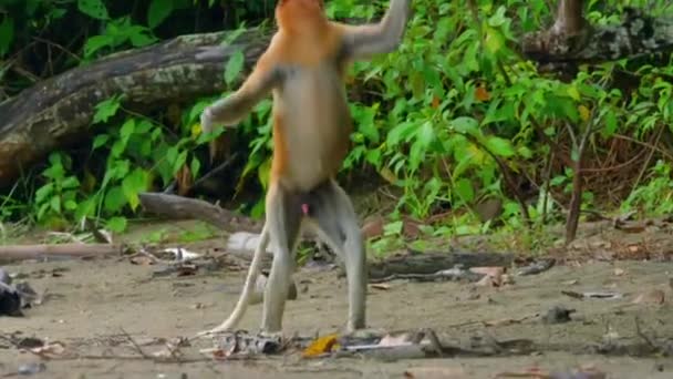 Κοντινό Πλάνο Του Άγριου Proboscis Monkey Nasalis Larvatus Τρώγοντας Άνθη — Αρχείο Βίντεο