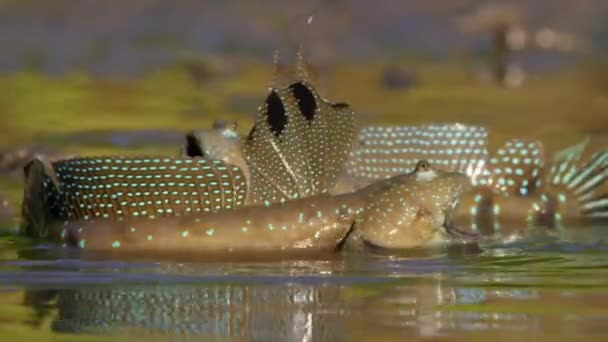Синие Пятнистые Рыбки Амфибии Periophthalmodon Schlosseri Защищают Свои Участки Грязи — стоковое видео