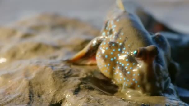 Giant Mudskipper Blue Spotted Mudskipper Αμφίβια Ψάρια Periophthalmodon Schlosseri Που — Αρχείο Βίντεο