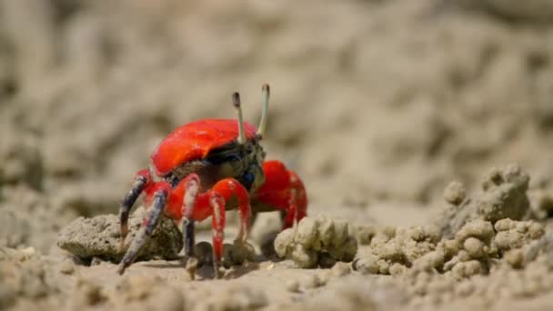Aproape Crabi Vioară Sau Crabi Fantomă Ocypodidae Hrănind Cernind Minerale — Videoclip de stoc