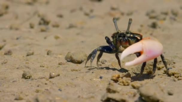 Close Van Mannelijke Vioolkrabben Ghost Crab Ocypodidae Tonen Klauw Vechten — Stockvideo