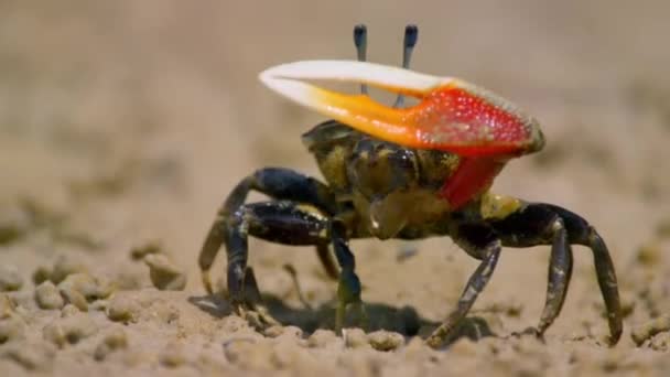 안절부절 하는게나 Ocypodidae 가까이 오스트레일리아 북부의 진흙탕에 침입자들로부터 해변을 보호하기 — 비디오