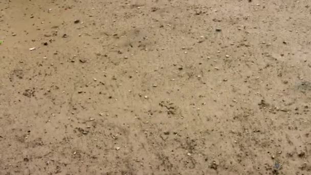 안절부절 하는게나 오스트레일리아 북부의 진흙투성이의 땅에서 광물질을 찾아다니며 체질을 — 비디오