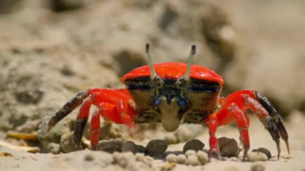 Gros Plan Crabes Violoneux Crabes Fantômes Ocypodidae Qui Nourrissent Tamisent — Video