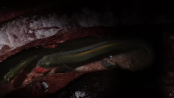 Unga Gobies Fisk Mudskeppare Eller Amfibiefisk Vistas Tunneln Mangrove Som — Stockvideo