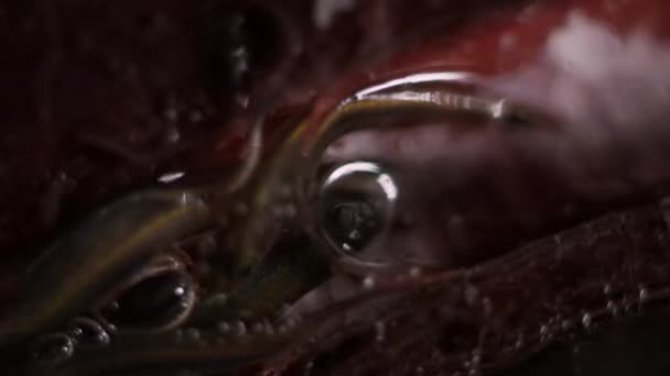 Молоді Рибки Mudskipper Або Amphibious Fish Залишаються Тунелі Мангрових Лісів — стокове відео