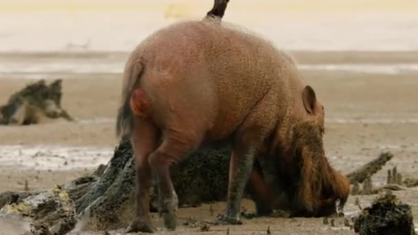 Een Bornean Bearded Pig Sus Barbaars Dwaalt Door Een Vloedvlakte — Stockvideo