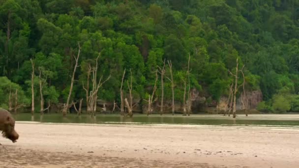 Borneańska Świnia Brodaty Sus Barbarous Wędruje Zalewowej Równinie Poszukiwaniu Pożywienia — Wideo stockowe