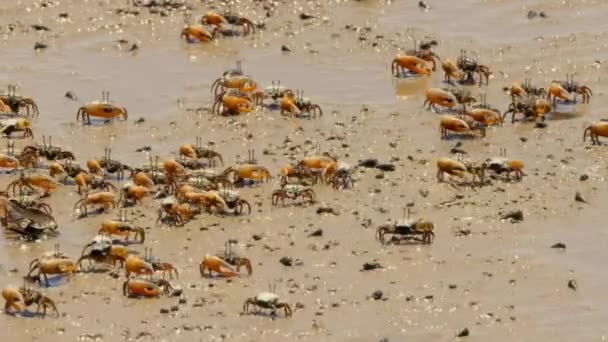 在澳大利亚北部泥泞的潮滩上觅食和筛选矿物的小蟹或幽灵蟹 Ocypodidae — 图库视频影像
