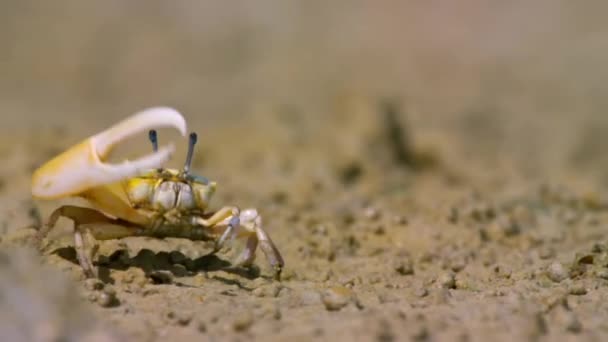 Close Van Mannelijke Vioolkrabben Ghost Crab Ocypodidae Tonen Klauw Vechten — Stockvideo