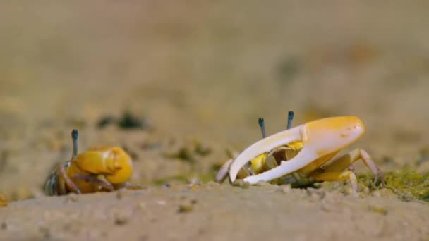 在澳大利亚北部泥泞的潮滩上 雄性小蟹或幽灵蟹的近身特写展示了它们的爪子 并努力保护它们的一小块海滩免受入侵者的侵袭 — 图库视频影像