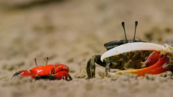Gros Plan Crabes Violoneux Mâles Crabes Fantômes Ocypodidae Affichent Griffe — Video