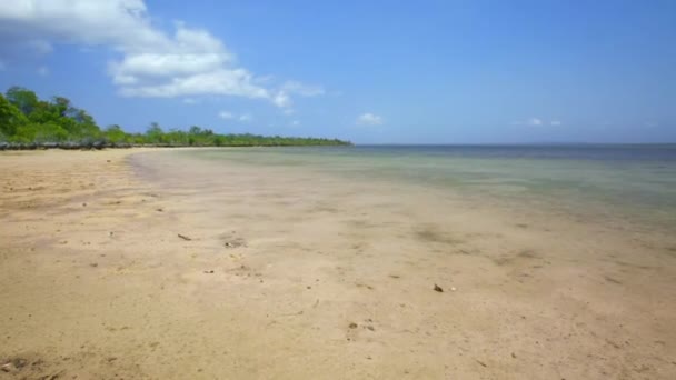 Timelapse Fiddler Crabs Ghost Crab Ocypodidae Foraging Tamfting Minerals Muddy — Vídeos de Stock