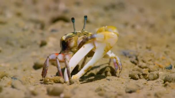 안절부절 하는게나 Ocypodidae 가까이 오스트레일리아 북부의 진흙탕에 침입자들로부터 해변을 보호하기 — 비디오