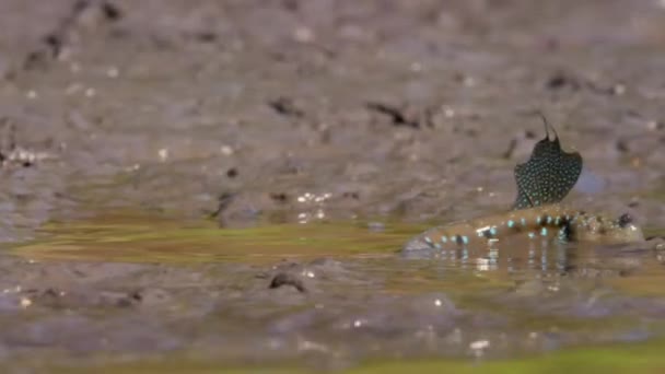 Giant Mudskipper Blue Spotted Mudskipper Amphibious Fish Periophthalmodon Schlosseri Shallow — Stock Video