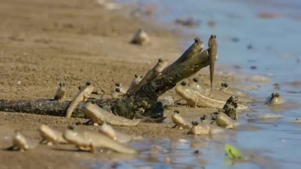 Mudskipper Fish Boleophthalmus Boddarti Αναρρίχηση Κορμό Στο Δάσος Mangrove Parit — Αρχείο Βίντεο