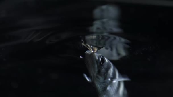 Långsam Rörelse Archerfish Toxotes Chatareus Simma Och Äta Insekt Mangrove — Stockvideo