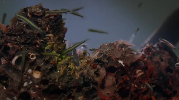 Jonge Grondels Mudskipper Amfibische Vis Die Verblijven Een Tunnel Van — Stockvideo