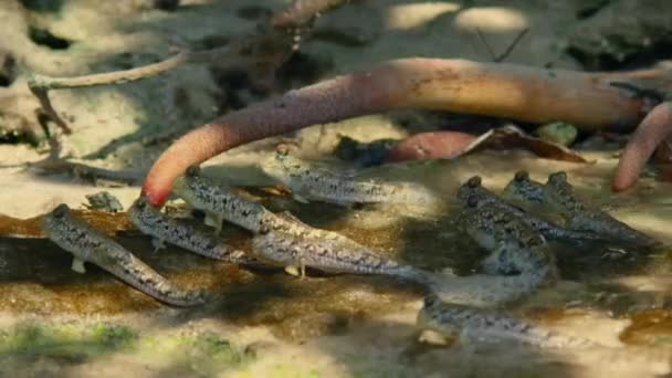 Mudskipper Fish Boleophthalmus Boddarti Trepando Sobre Tronco Manglar Parit Java — Vídeos de Stock