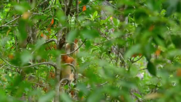 Jovens Proboscis Monkey Nasalis Larvatus Brincando Floresta Tropical Ilha Bornéu — Vídeo de Stock