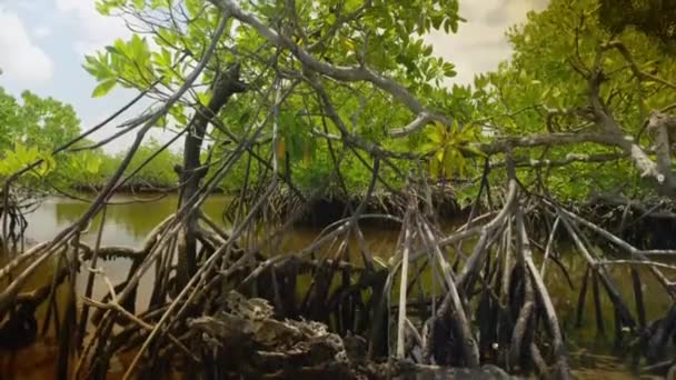 インドネシア沿岸の海洋保護区でのマングローブの木の潮の満ち引き — ストック動画