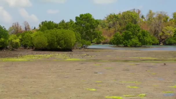 Lapso Tempo Maré Árvores Mangue Estuários Marinhos Maré Lamaçal Litoral — Vídeo de Stock