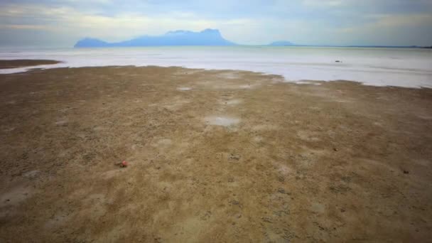Tidvatten För Mangrove Träd Havsflodmynningar Tidvattenlera Indonesiens Kust — Stockvideo