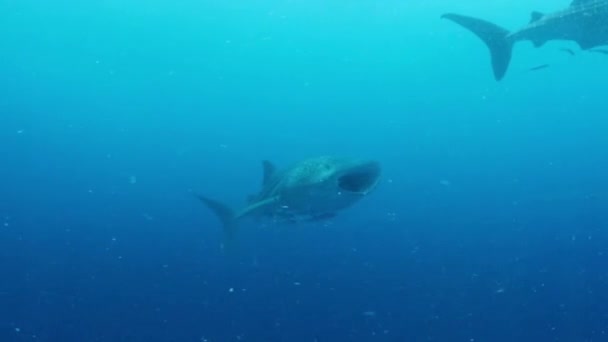 Whale Shark Rhincodon Typus Swimming Eating Plankton Depth Ocean Derawan — Stock Video