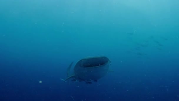 Walvishaai Rhincodon Typus Zwemmen Eten Plankton Diepte Van Oceaan Derawan — Stockvideo