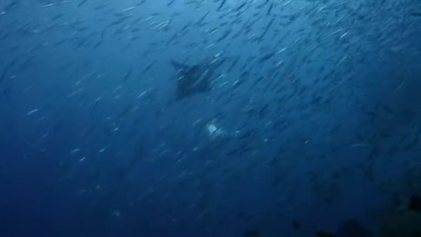 印度尼西亚Raja Ampat南部的Mobula Rays Mobula Alfredi 猎捕银边鱼或凤尾鱼 — 图库视频影像