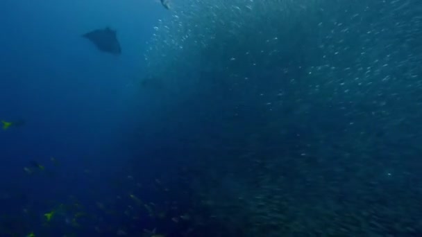印度尼西亚Raja Ampat南部的Mobula Rays Mobula Alfredi 猎捕银边鱼或凤尾鱼 — 图库视频影像