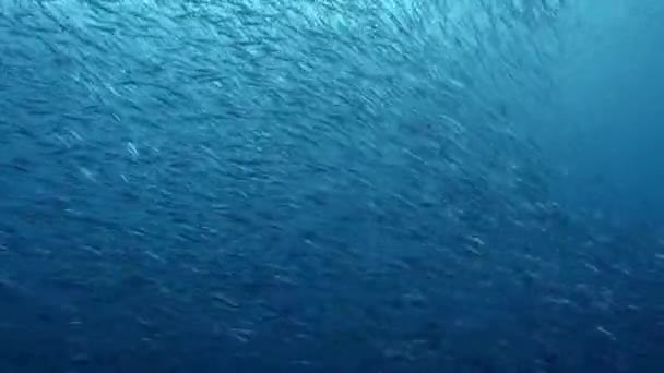 Mobula Rochen Mobula Alfredi Jagen Silberfische Köderfische Oder Sardellen Südlichen — Stockvideo