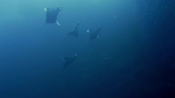 Mobula Rays Mobula Alfredi Hunting Silversides Baitfish Anchovies Southern Raja — Stock Video