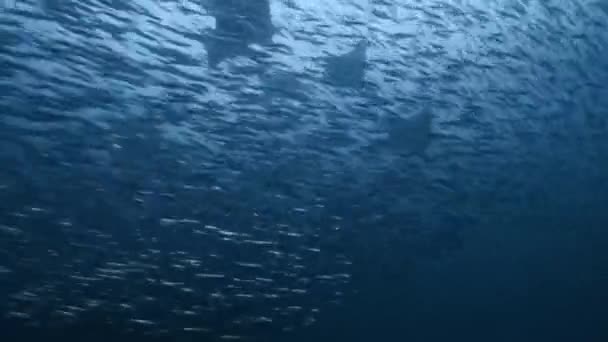 Rayos Mobula Mobula Alfredi Cazando Cebo Plateado Anchoas Sur Raja — Vídeos de Stock