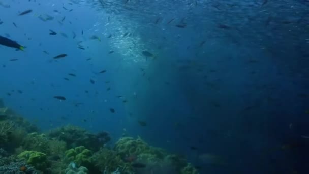 Hustá Hejna Školních Ryb Sardele Obecné Modré Vodě Raja Ampat — Stock video