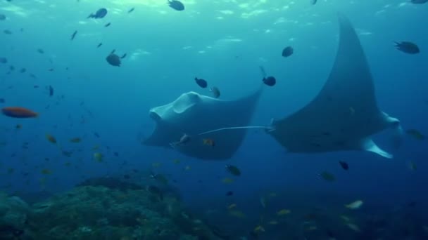 Manta Ray Manta Alfredi Pływanie Jedzenie Planktonu Oceanie Szkołą Tropikalnych — Wideo stockowe