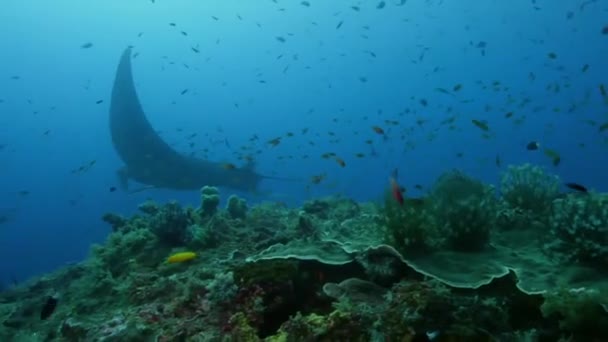 Manta Ray Manta Alfredi Nadando Comendo Plâncton Oceano Com Uma — Vídeo de Stock