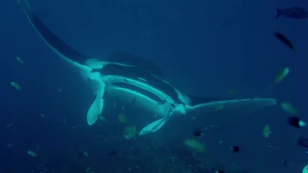 Manta Ray Manta Alfredi Zwemmen Eten Plankton Rond Oceaan Met — Stockvideo
